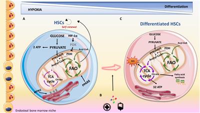 The Ins and Outs of Autophagy and Metabolism in Hematopoietic and Leukemic Stem Cells: Food for Thought